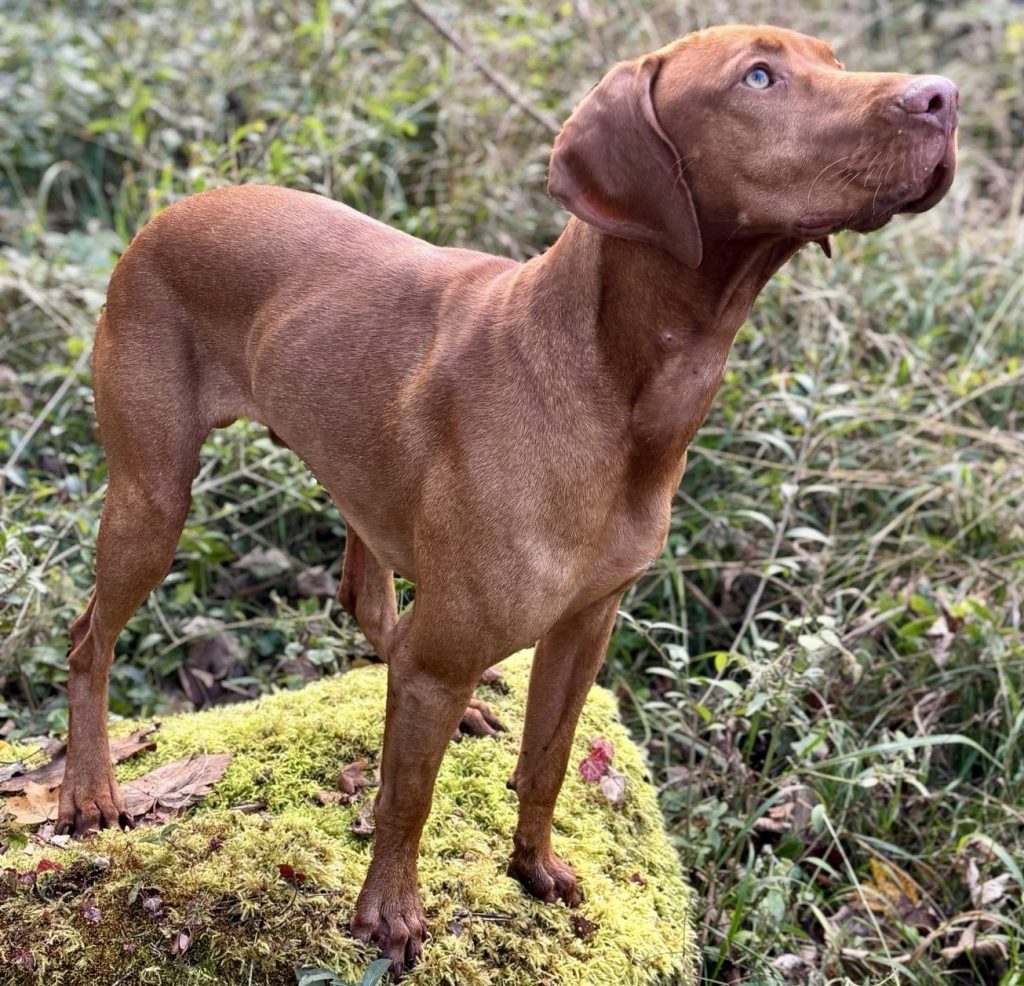 Chien attentif
