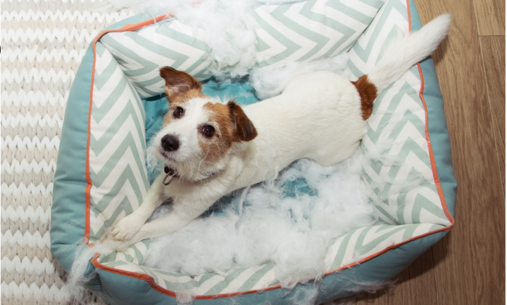 Chien qui détruit un panier