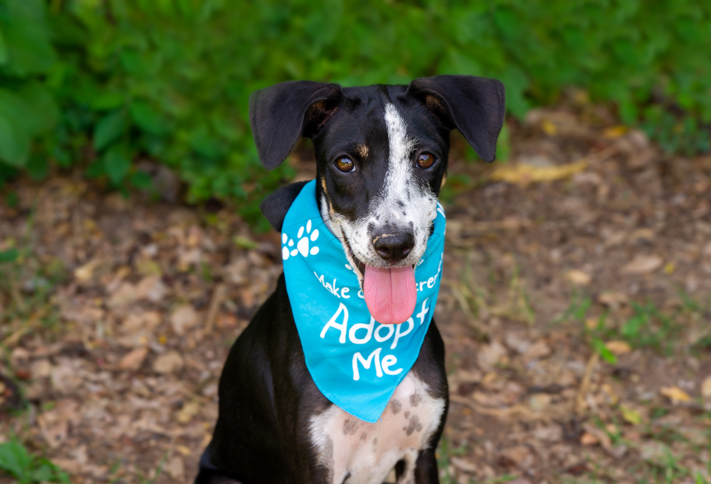 Photographie d'un chien en attente d'adoption