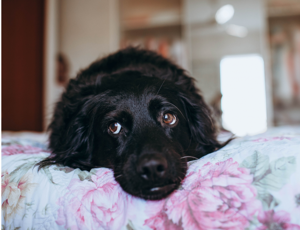 Chien anxieux