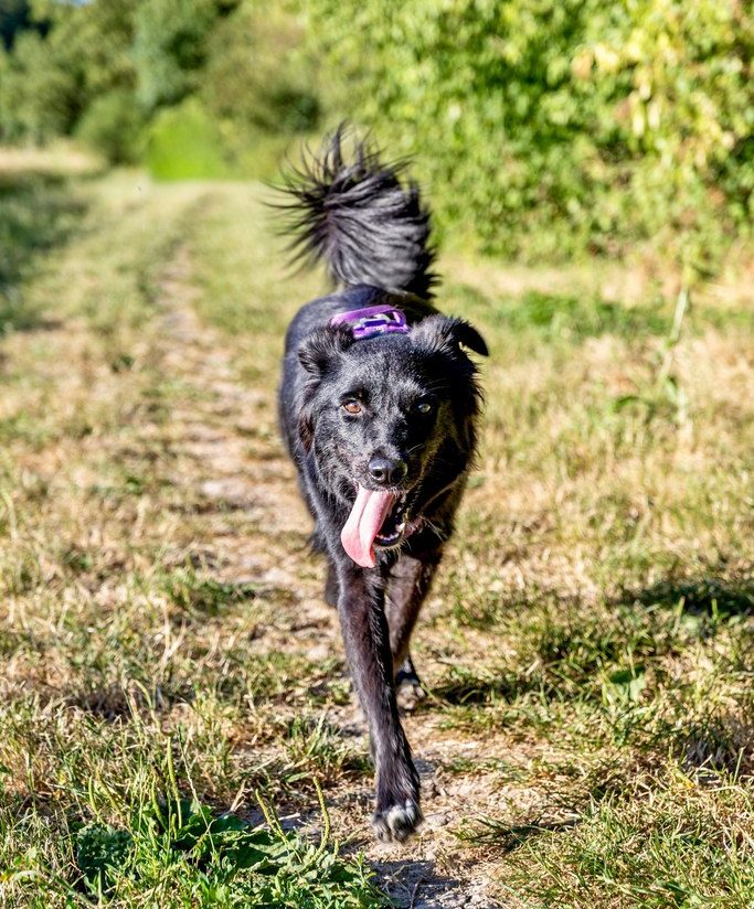 Lyra, la chienne de l'éducateur canin CaniLiv' à Évry-Courcouronnes.