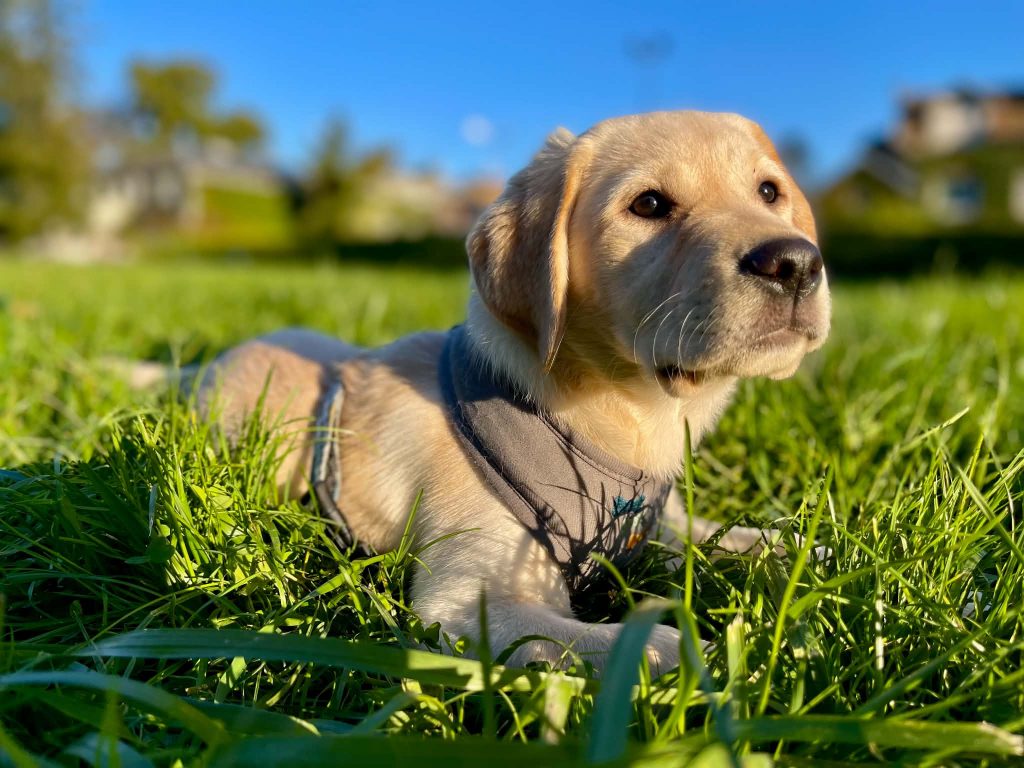 Chiot qui découvre
