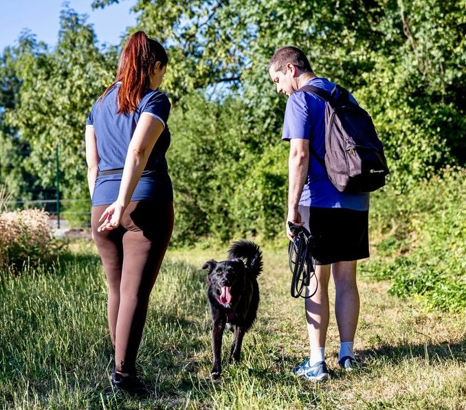 Séance d'éducation canine extérieure