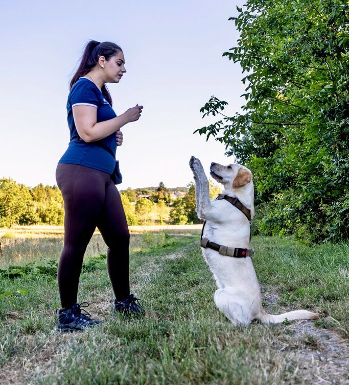 Éducateur canin à Évry-Courcouronnes en séance d'éducation positive avec un chien qui fait la belle