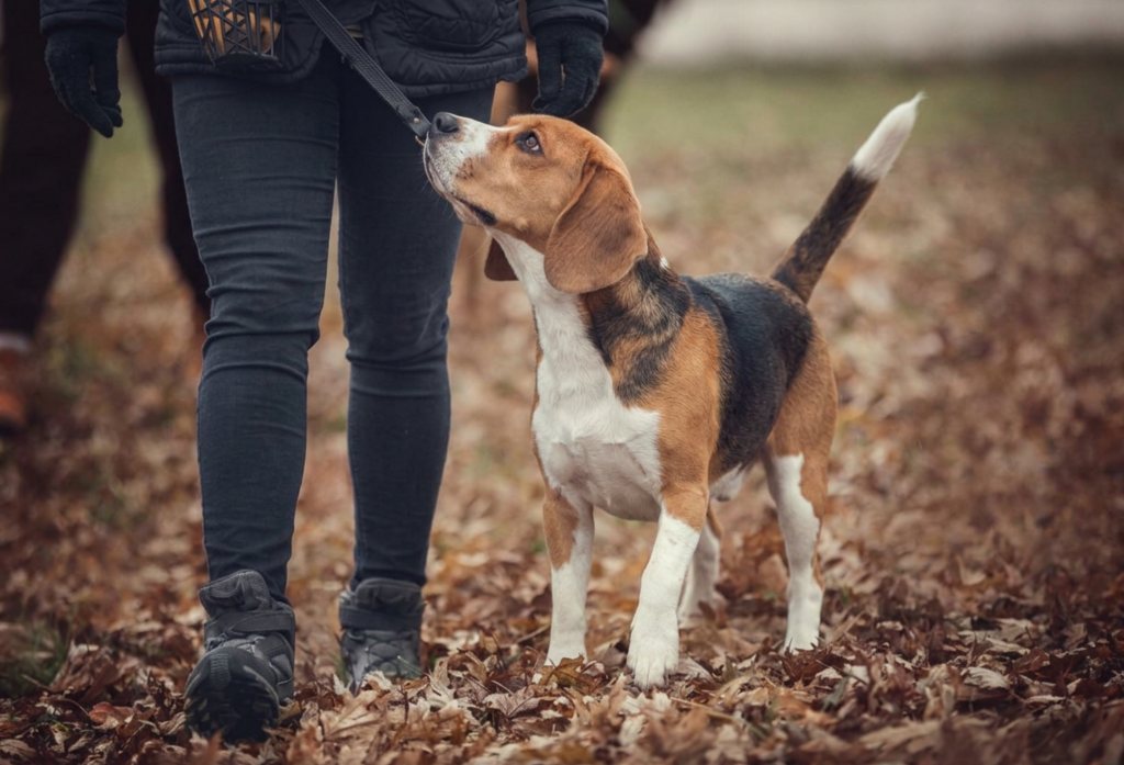 Chien en balade sereine : résultat de l'accompagnement en éducation canine pour la consolidation et l'autonomie avec CaniLiv' à Évry-Courcouronnes